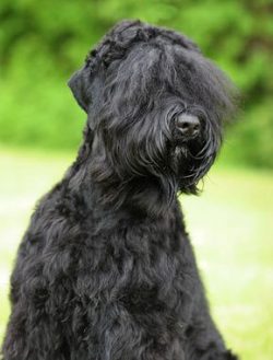 The Black Terrier is an extremely interesting breed. Let’s take a closer look at it from t ...