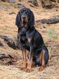 Black and Tan Coonhound can be kept both indoors and outdoors. This dog does not care where his  ...