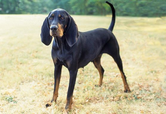 The black and tan coonhound has a short coat that needs to be brushed occasionally. He doesnR ...