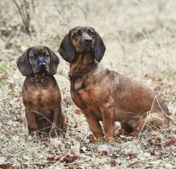 This very clever stocky dog, firmly standing on its short legs, is not at all intended for caref ...