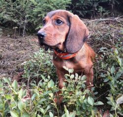 The Alpine Dachshund Hound is designed to hunt hares, foxes, and wild boars. 