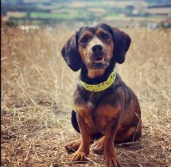 The Alpine Dachsbracke has a superb sense of intuition and excellent instinct to track wild anim ...