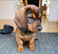 The Alpine Dachshund Hound is the most popular hunting dog in Austria. 