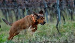 The Alpine Dachshund Hound is an absolutely unpretentious breed of hunting dogs. 