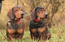The Alpine Dachsbrack is a stocky hound breed originally created in the mountains of Austria in  ...