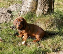 This breed was created not only for the pursuit of animals but also so that the dog could bring  ...