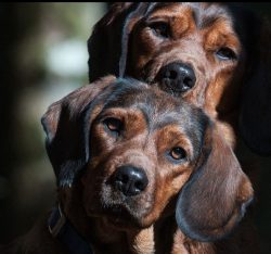 The Lpine Dachshund also has a number of other names – Basset Alpine and Alpenlandischer D ...