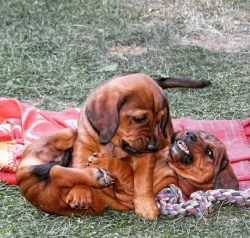 The Alpine Dachshund is larger than its closest relative, the Dachshund, mainly due to the breed ...