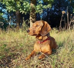 With its fearless personality, the Alpine Dachsbracke is excellent for boar hunting, where it is ...