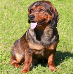The Alpine Dachsbracke is a short-legged, strong hunting dog with a strong build and bone, thick ...