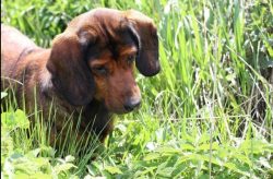 The Alpine Dachsbracke breed has a strong immune system that fights well against emerging diseas ...
