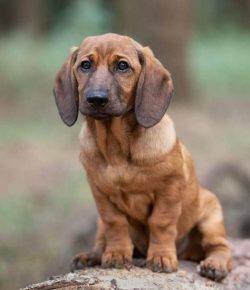 Alpine Dachsbracke dogs are especially picky about food. Like all other species, they need the o ...