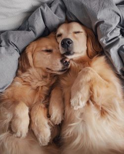 The main reason for the emergence of the breed was the eternal passion of the English aristocrat ...