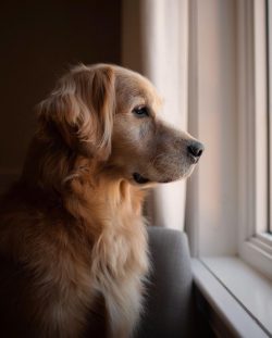 The only reward that the representatives of this breed expect for their own helpfulness is simpl ...