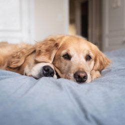 Golden Retrievers are smart hunters, impeccable family men and reliable friends, responsive to a ...