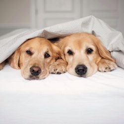 Golden Retrievers have a real passion for water and enjoy taking a bath in any open water body,  ...