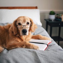 A dog that does not recognize the master’s authority becomes uncontrollable and can create ...
