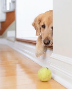 Despite their friendly and sociable nature, retrievers need nurturing and a steady hand.