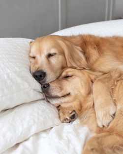 Golden Retrievers are capable learners, grasping even the most difficult material with ease.