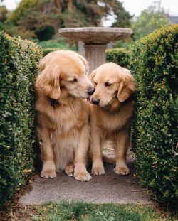 Among hunters, golden retrievers have a reputation for being the best game carriers, capable of  ...