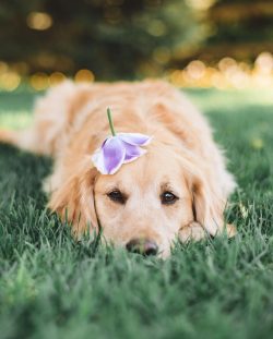 Dogs are smart and quick-witted. Ranked 4th in the list of the most intellectually developed bre ...