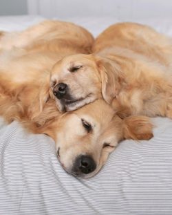 Representatives of this breed are quite silent and patient. They do not raise a fuss over trifle ...