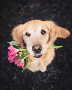 For couch potatoes and adherents of a relaxed pace of life, the dog will deliver more inconvenie ...