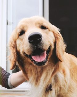 The Goldens were given their genes by the Water Tweed Spaniel, Labrador, Bloodhound, and Straigh ...