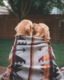 By the 20s of the last century, the breed was already quite popular not only in Europe but also  ...