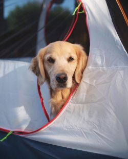 Golden Retrievers are moderately pumped up handsome men with heartfelt eyes and luxurious irides ...