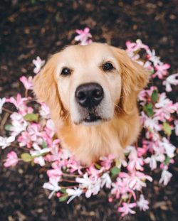 Goldens owe their recognition not so much to their own charm as to the efforts of marketers. 