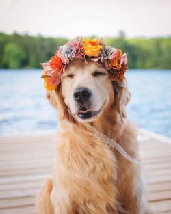 The retriever’s jaws are strong and fairly wide, with a pronounced scissor bite. The teeth ...