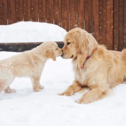 Despite the presence of a single breed standard approved by the FCI, experts divide golden retri ...