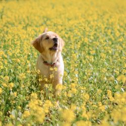 The sexual type in representatives of this breed is pronounced.