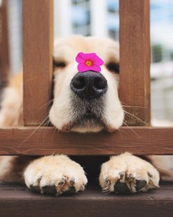 The English Golden Retriever is a native of Foggy Albion with extremely massive legs and a broad ...