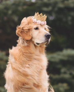 Lips Golden Retrievers black, moderately dense, and dry. The upper lip hangs noticeably over the ...