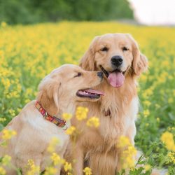 A distinctive feature of Canadian retrievers is a thin physique with a fairly tall stature. The  ...
