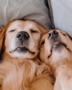 The hock joint in Golden Retrievers is low and pointing backward.