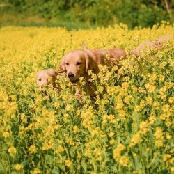 Eyes. Large, deep-set, rounded. The Golden Retriever has a smart, friendly look.