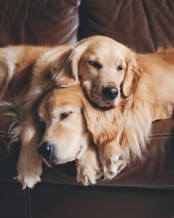 Tail. In a calm golden, the tail is lowered, in an excited golden, it is raised to the level of  ...