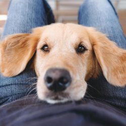  The hind legs of the golden retriever are strong, with well-developed muscles, and are well spa ...
