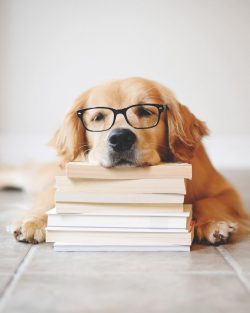 The shoulder angle of the Golden Retriever does not exceed 90 °. The pasterns are strong, but sh ...