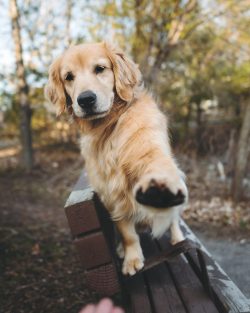 The shoulders of the Golden Retriever are strong, with massive shoulder blades and the elbows la ...