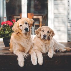 The front legs of the Golden Retriever are muscular, dry type, and stand straight.