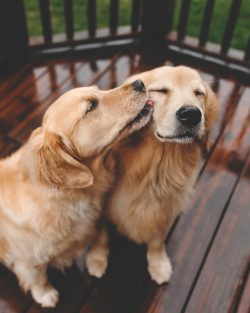 They are not at all conflicting and are ready to get along with any four-legged creature that do ...