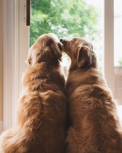 By the number of rave reviews about the breed of owners, Golden Retrievers are practically ahead ...