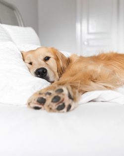 It is undesirable for the Golden Retriever to have sparse and long hair, white stripes on the ch ...