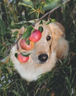 The list of breed defects includes any deviations from the characteristics prescribed by the sta ...