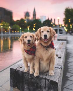 In the Golden Retriever, the short-haired body parts are the head, feet, and forelimbs.