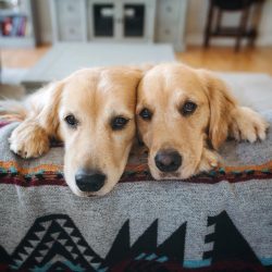 The longest coat on the Golden Retriever is on the chest, ears, body, back of all four legs, and ...